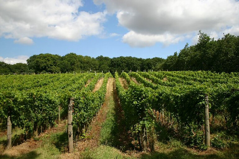 UK Staycation Vineyard Tour: Wyken Vineyards, Suffolk