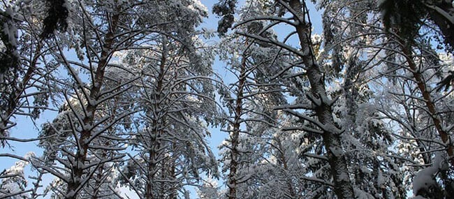 10 unmissable winter walks: Thetford Forest, Norfolk Brecks